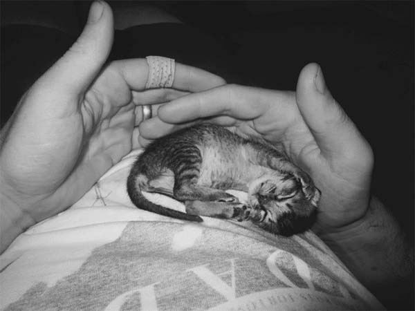 kitten-rescue11.jpg