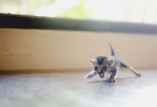 kitten-rescue13.jpg