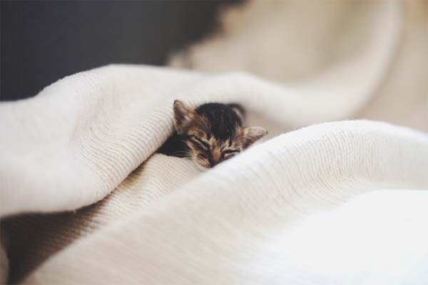 kitten-rescue14.jpg