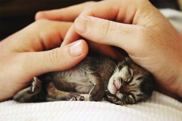 kitten-rescue2.jpg
