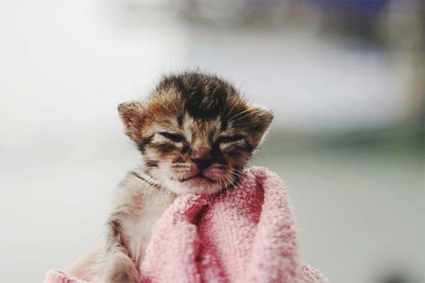 kitten-rescue4.jpg