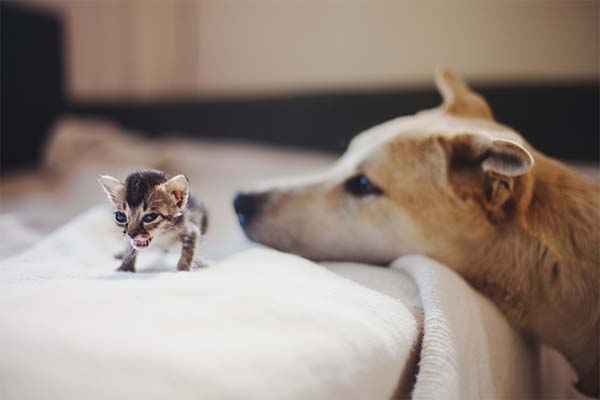 kitten-rescue61.jpg