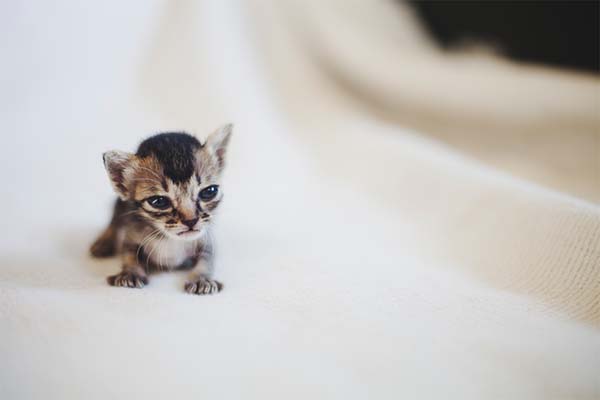 kitten-rescue8.jpg
