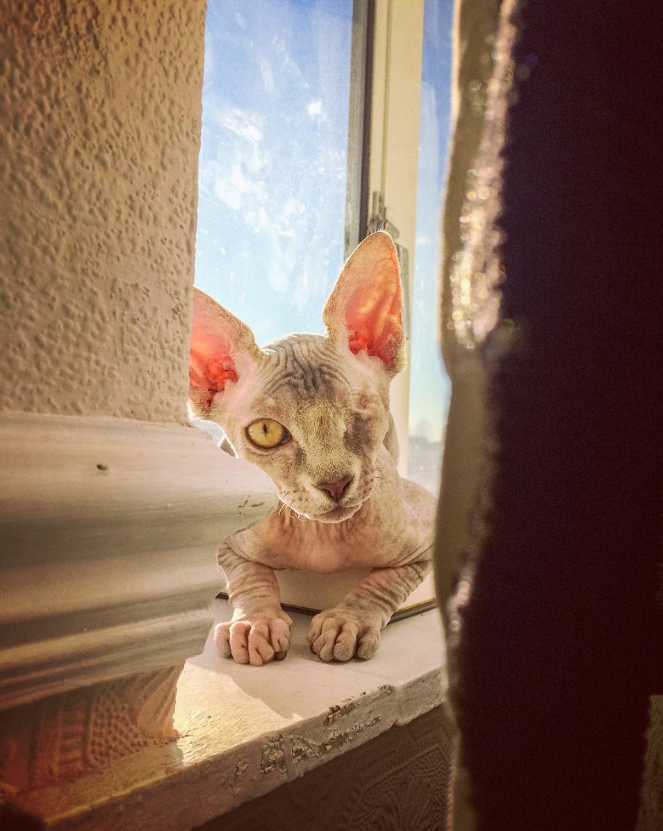 kitten-stitch.jpg