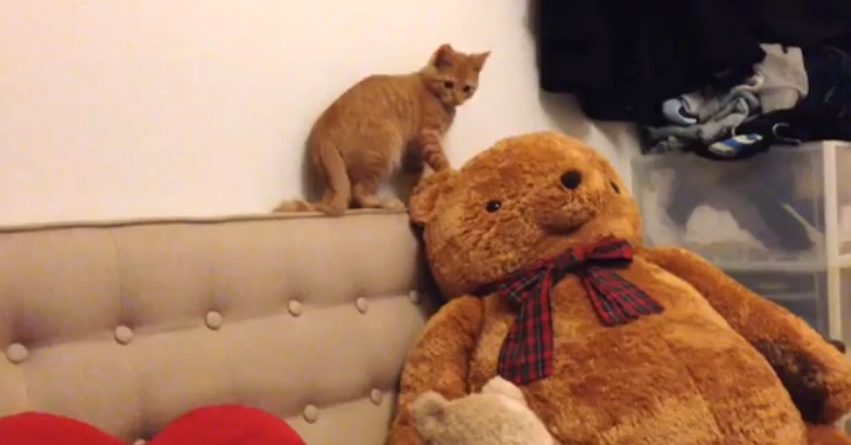 kitten vs teddy bear