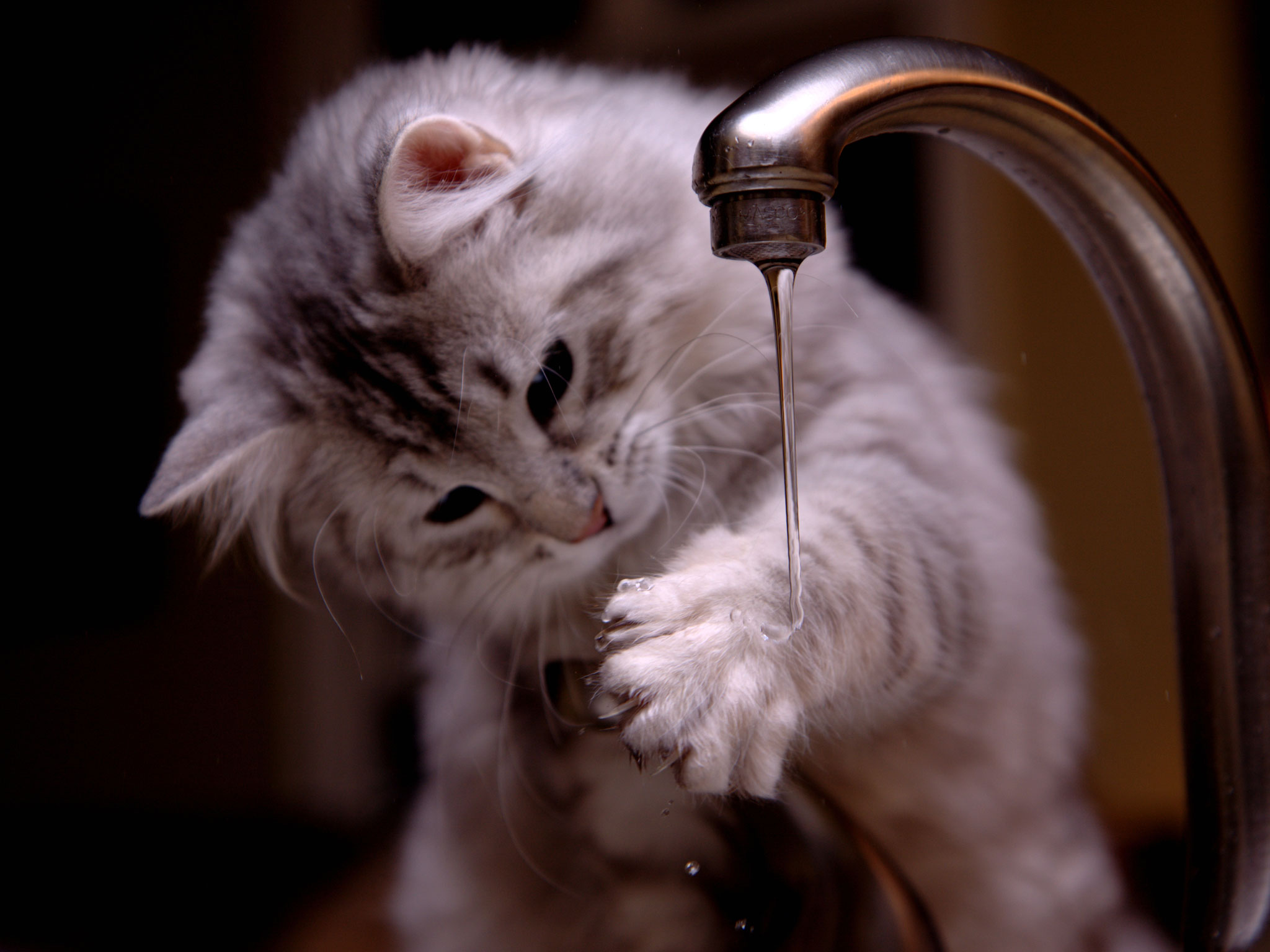 kitten_is_touching_water_wallpaper.jpg