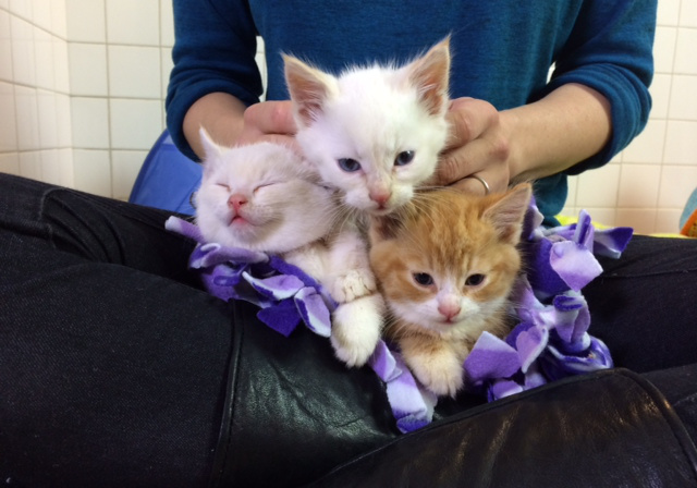 kittens11.jpg