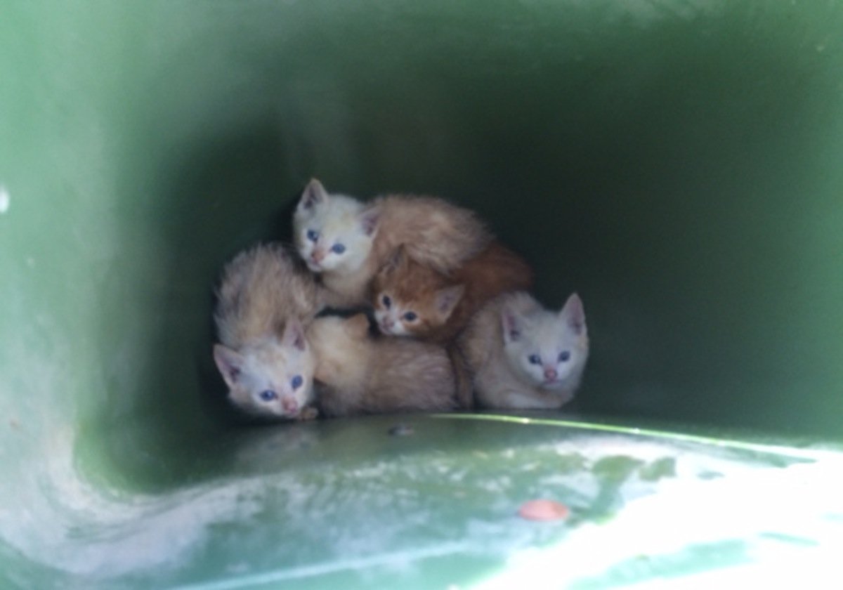 kittens21.jpg kittens21.jpg