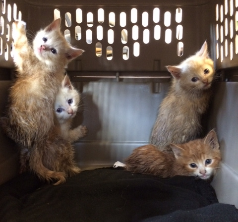 kittens31.jpg