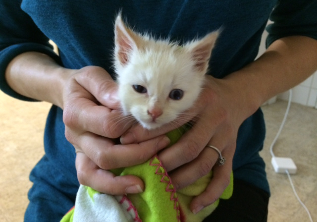 kittens41.jpg