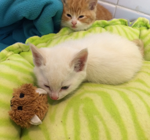 kittens51.jpg
