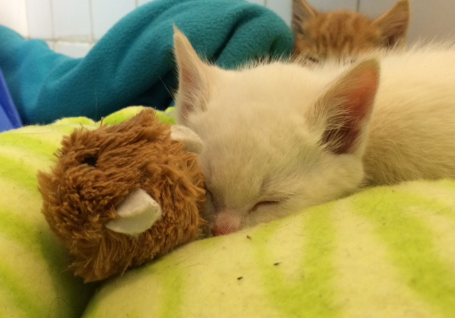 kittens61.jpg