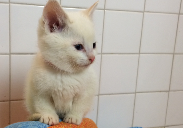 kittens71.jpg