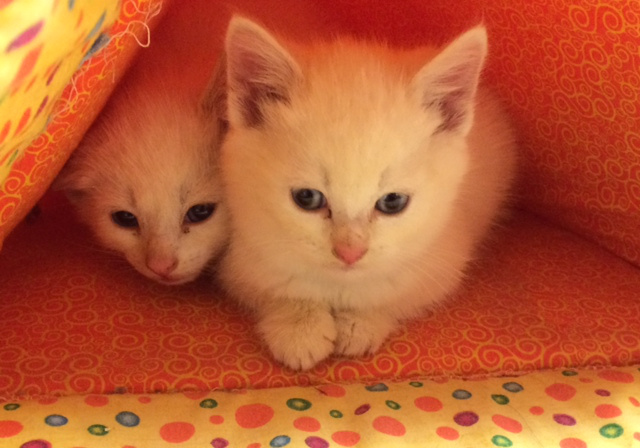kittens81.jpg