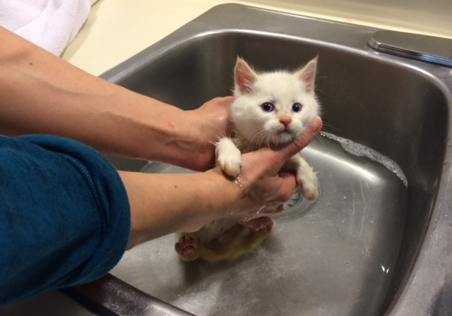 kittens91.jpg