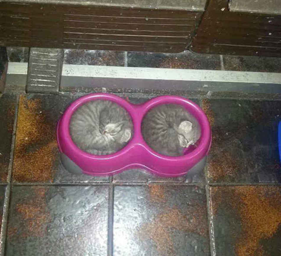 kitties-1.jpg