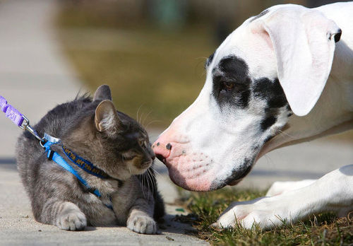 kitties-3.jpg