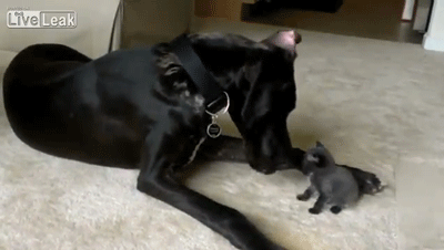 kitties1.gif