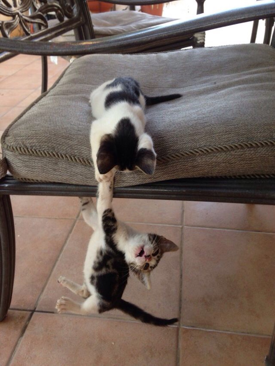 kitty-1-1.jpg