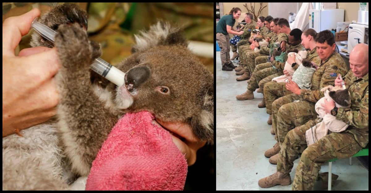 koala feature