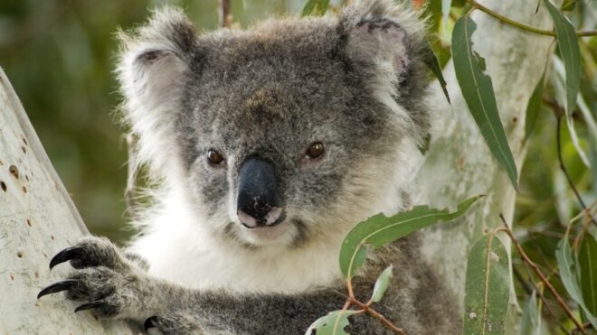 Koala on Kangaroo Island