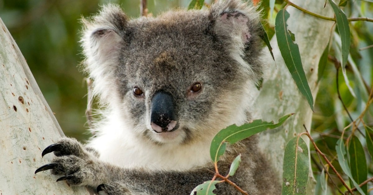 Koala on Kangaroo Island