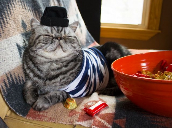 l-The-candy-cat.jpg