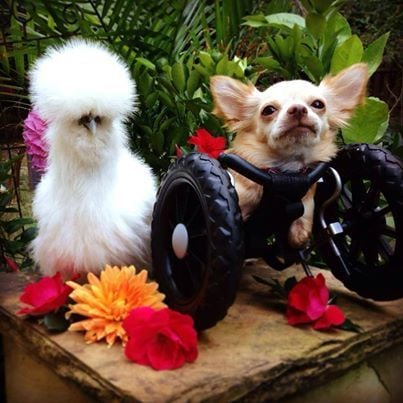 la-sh-how-a-two-legged-dog-and-a-chicken-became-bffs-video-20140218.jpeg la-sh-how-a-two-legged-dog-and-a-chicken-became-bffs-video-20140218.jpeg
