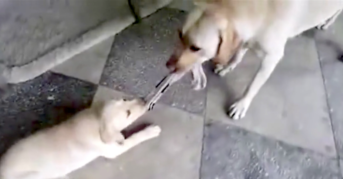 labradors-tug-of-war