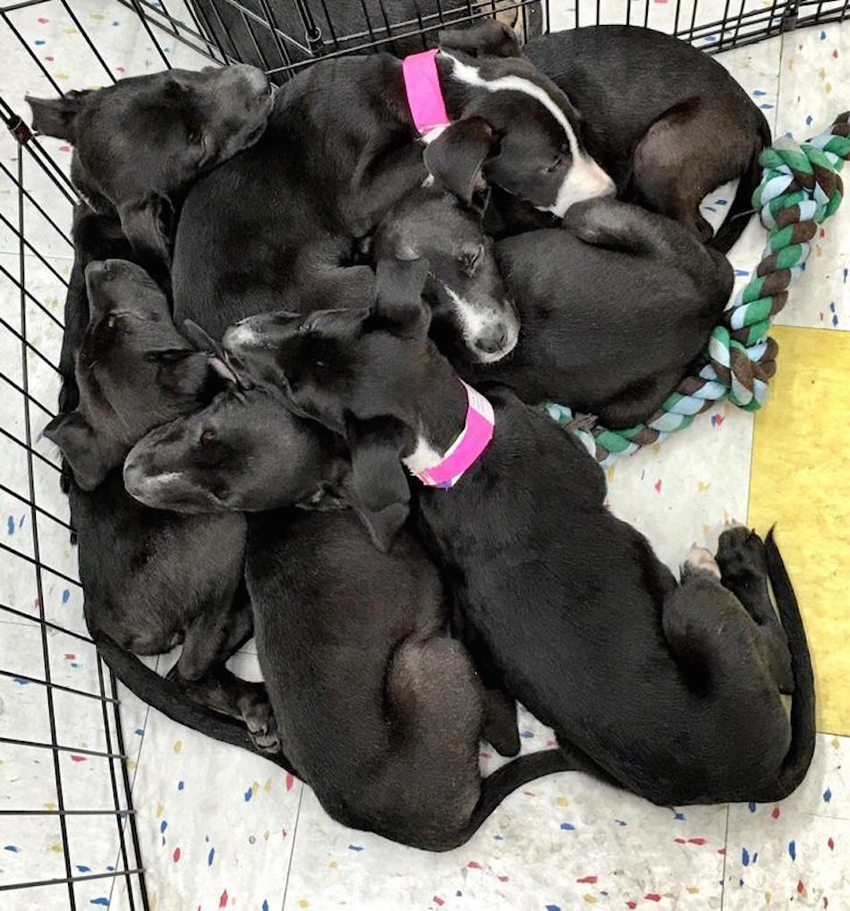 labs.jpg
