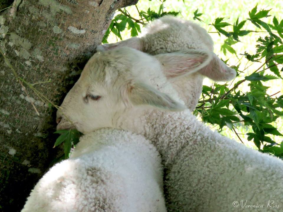 lamb-1.jpg
