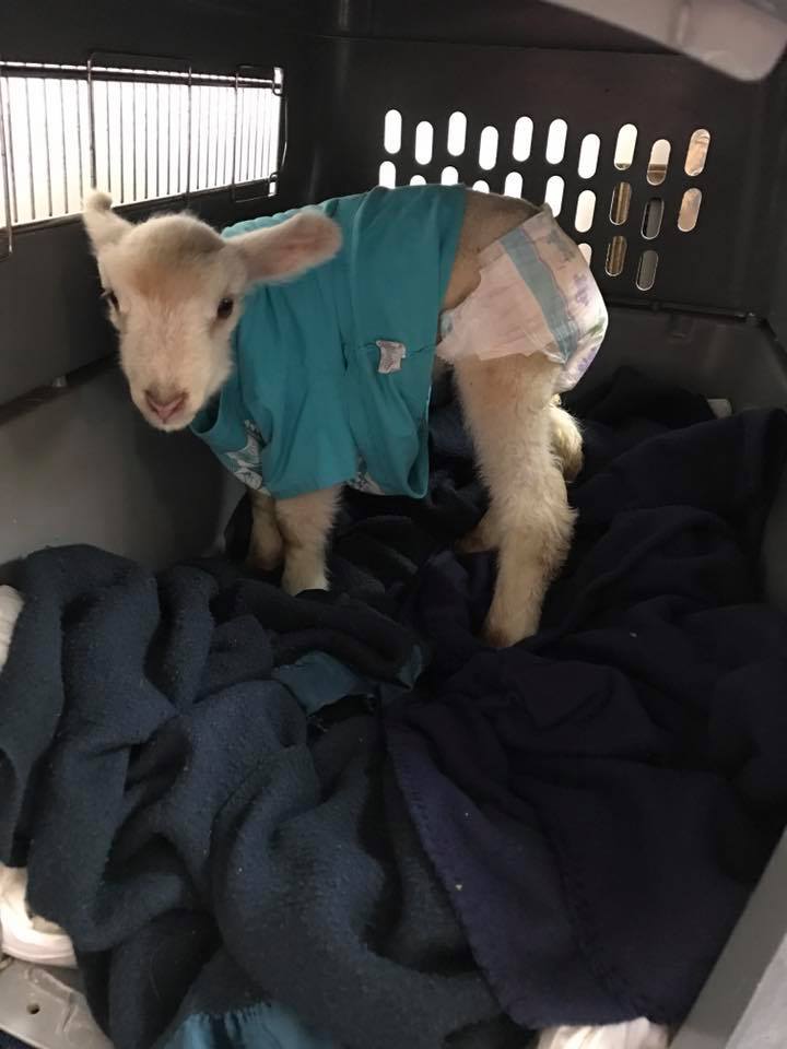 lamb-12.jpg lamb-12.jpg