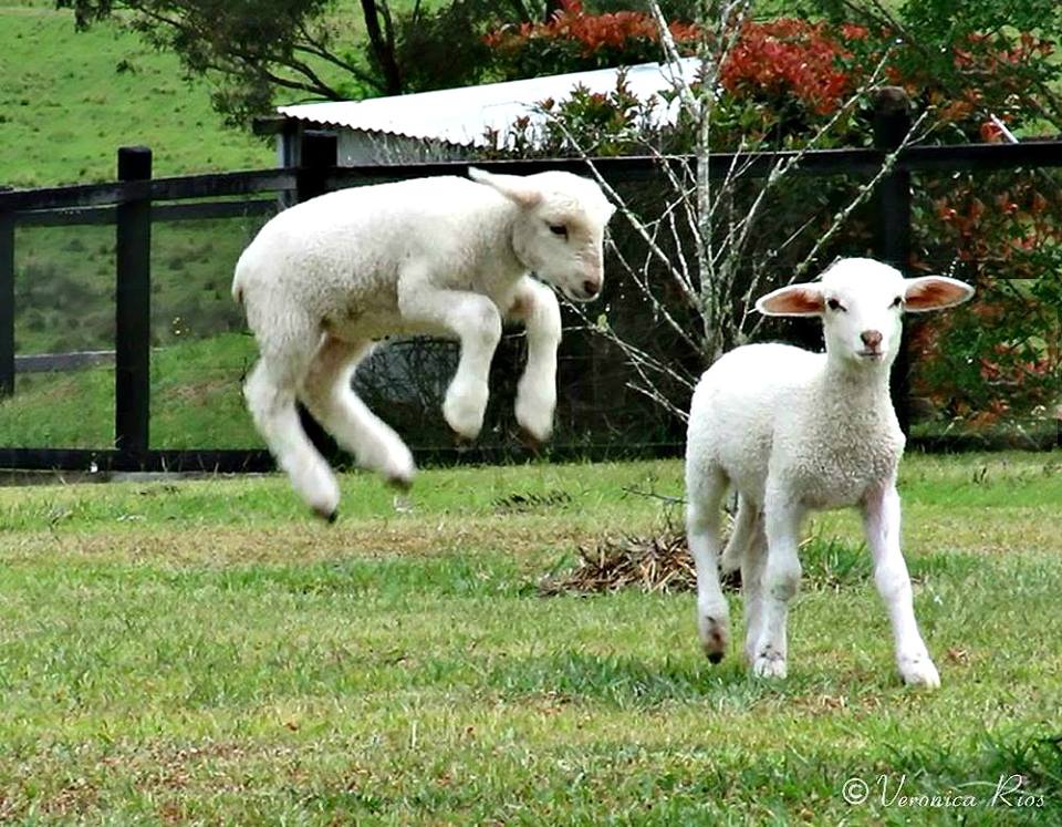 lamb-2.jpg