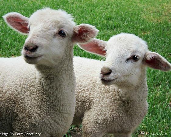 lamb-4.jpg