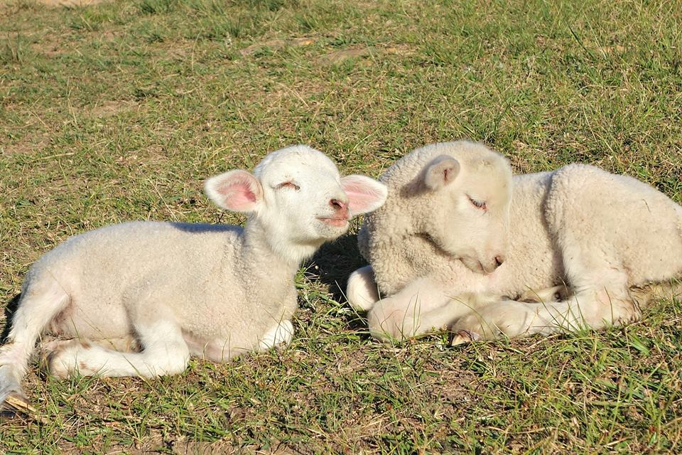 lamb-5.jpg