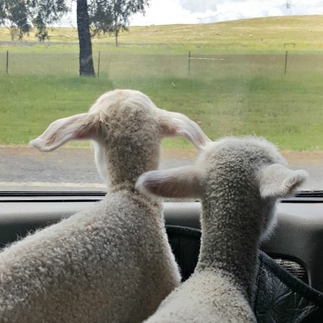 lamb-6.jpg