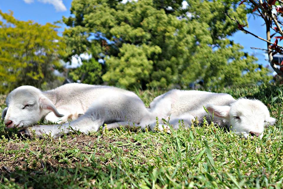 lamb-8.jpg