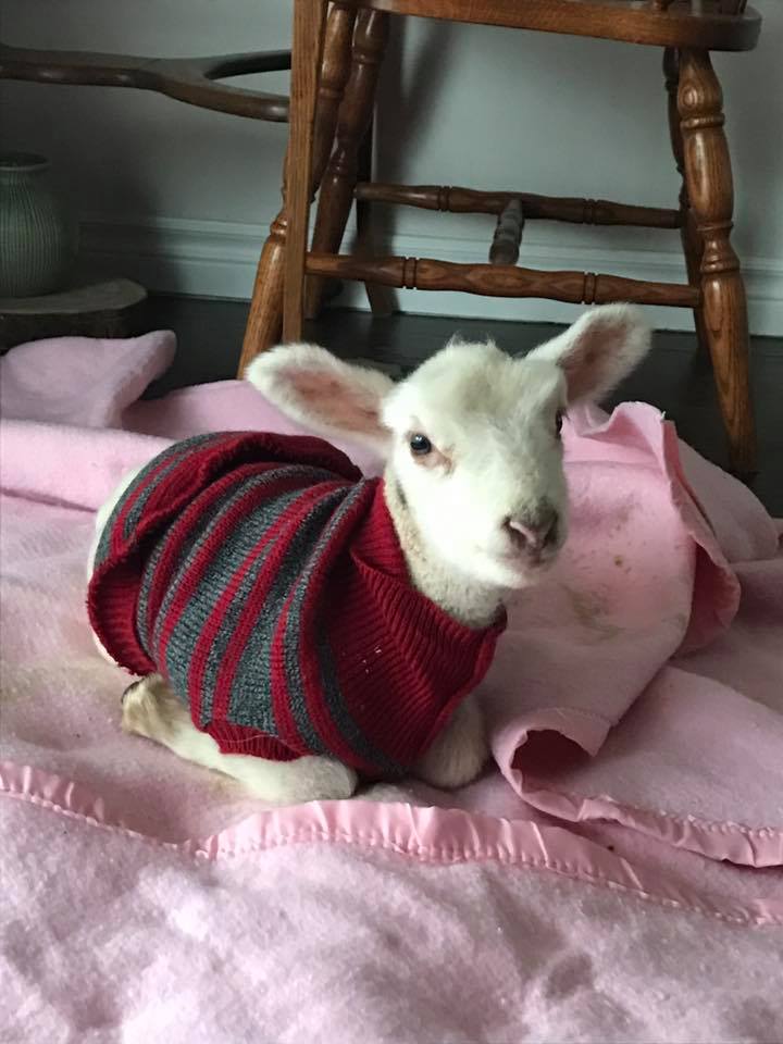 lamb-b.jpg