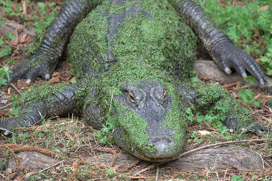 land-gator.jpg