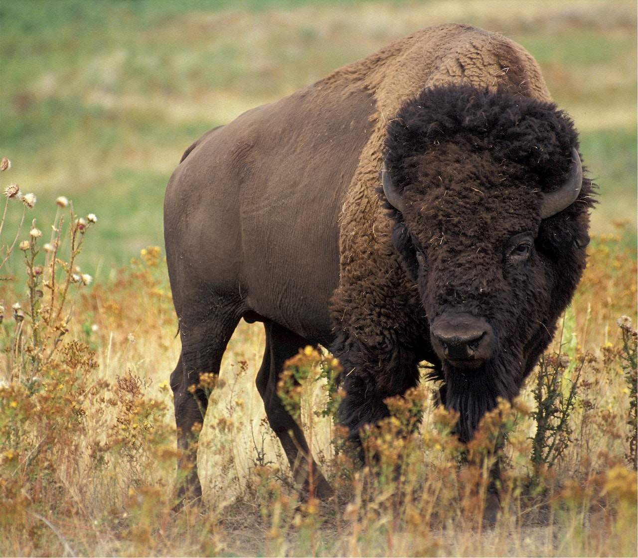 large-bison-46188.jpg