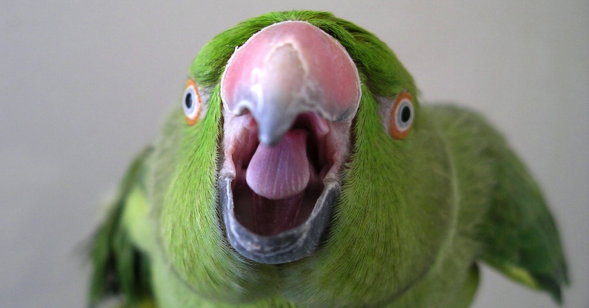 laughing-parrot