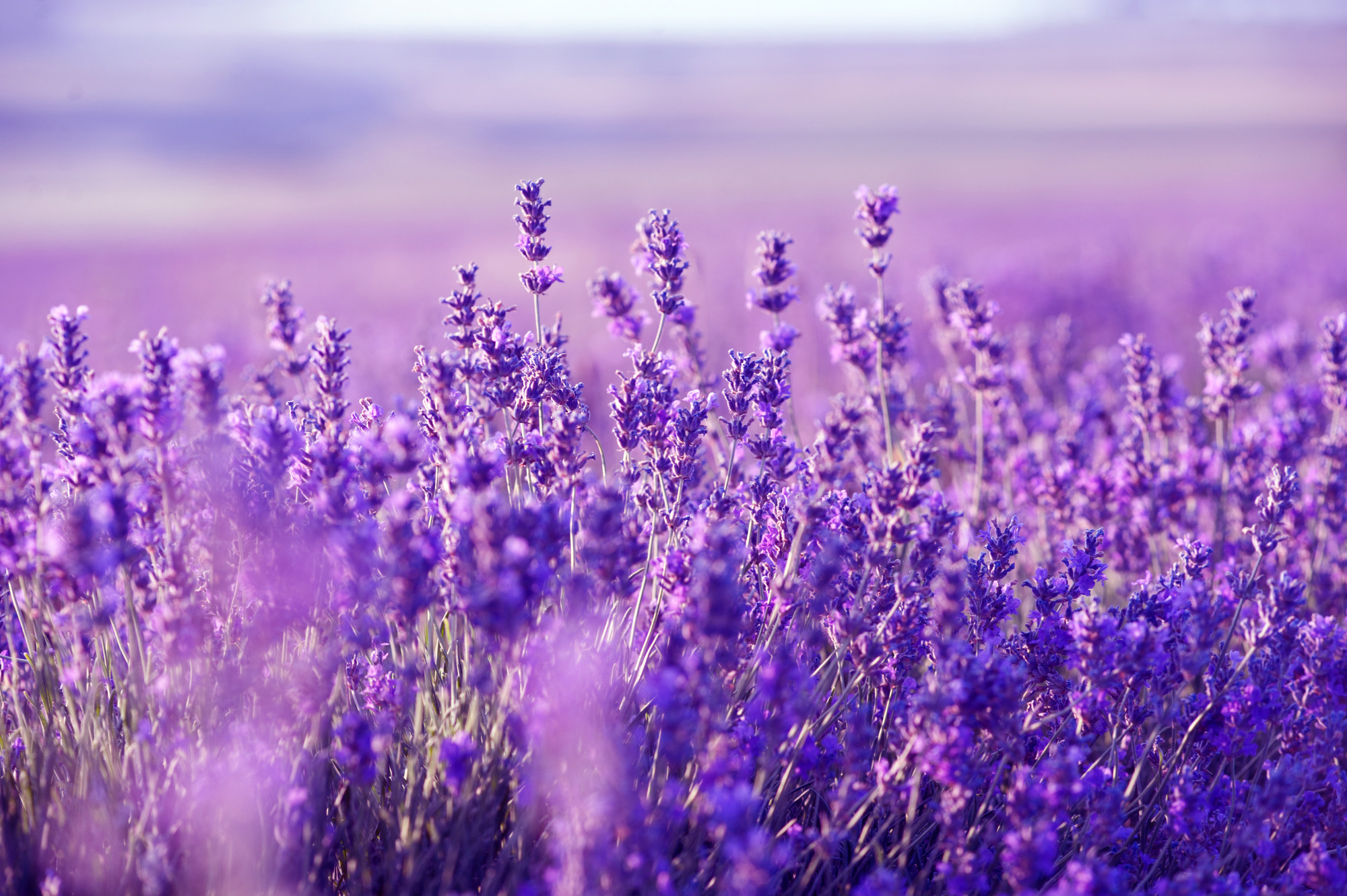lavender-field.jpg