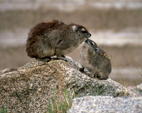 lemmings.jpg lemmings.jpg