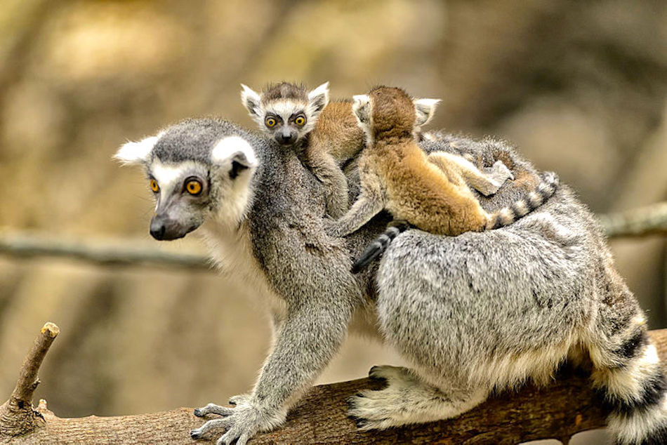 lemur-mama.jpg