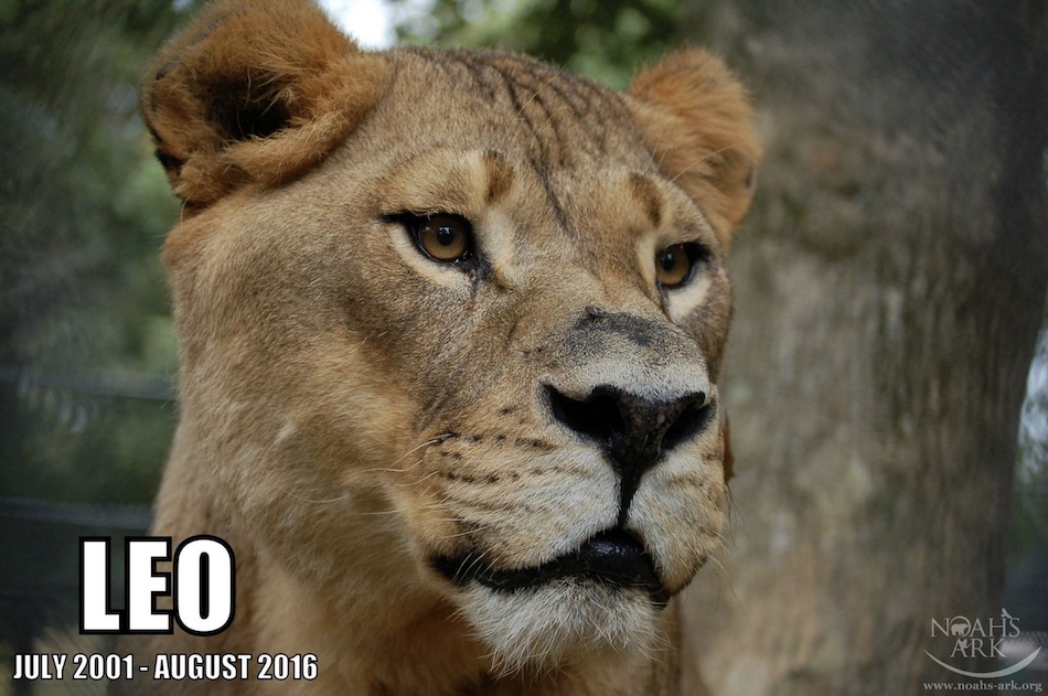 leo-5-1.jpg
