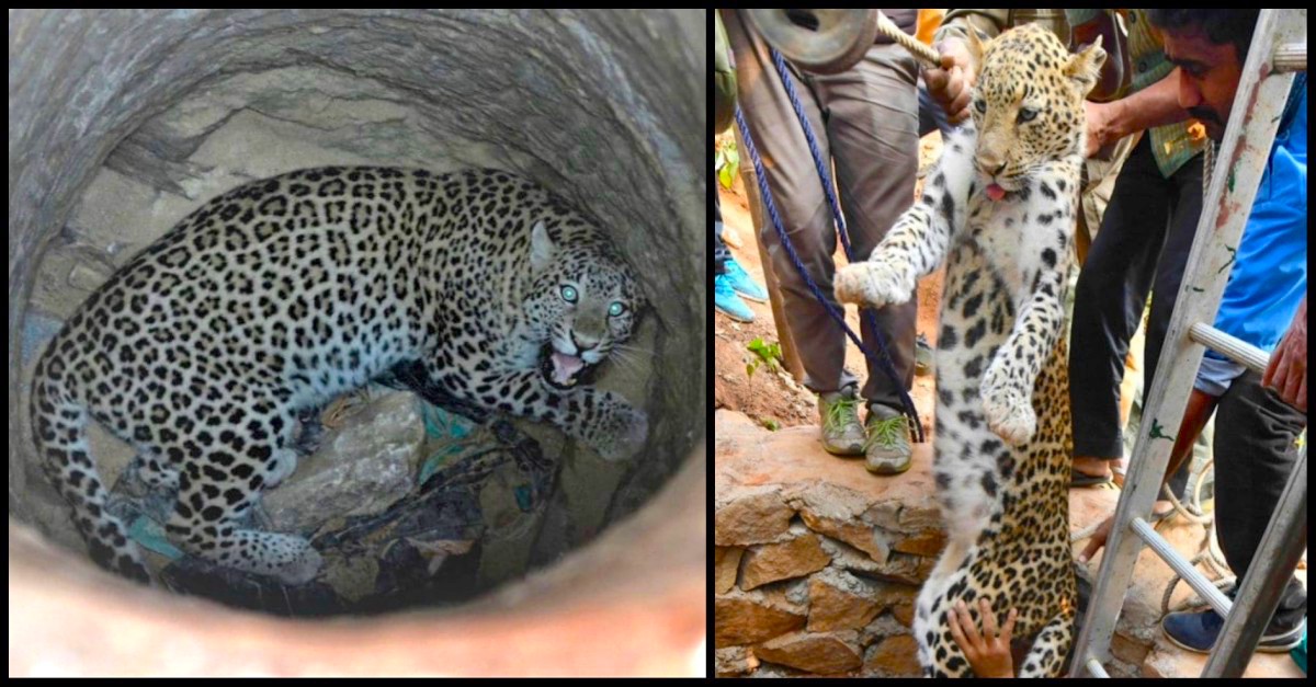 leopard well