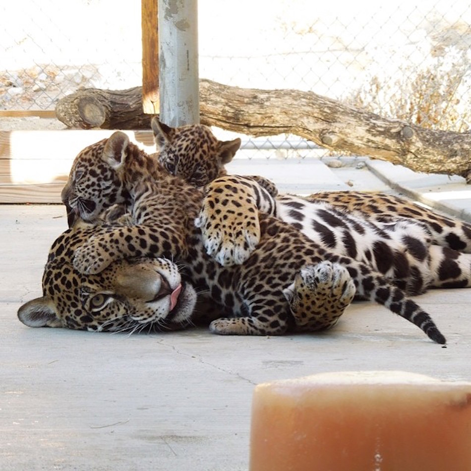 leopard.jpg