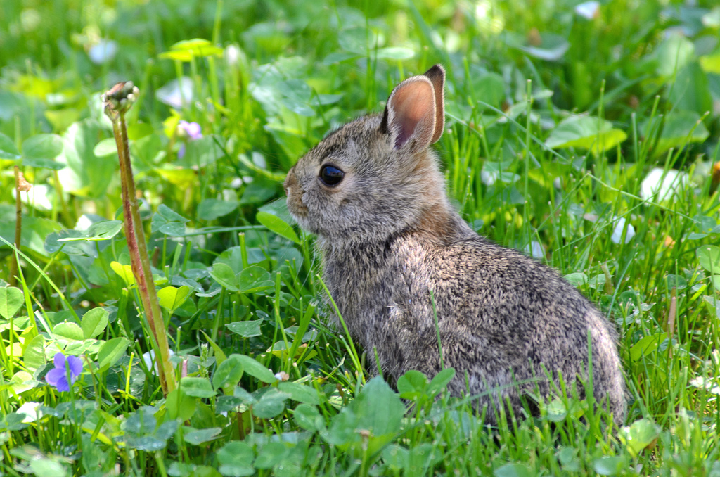 leveret.jpg