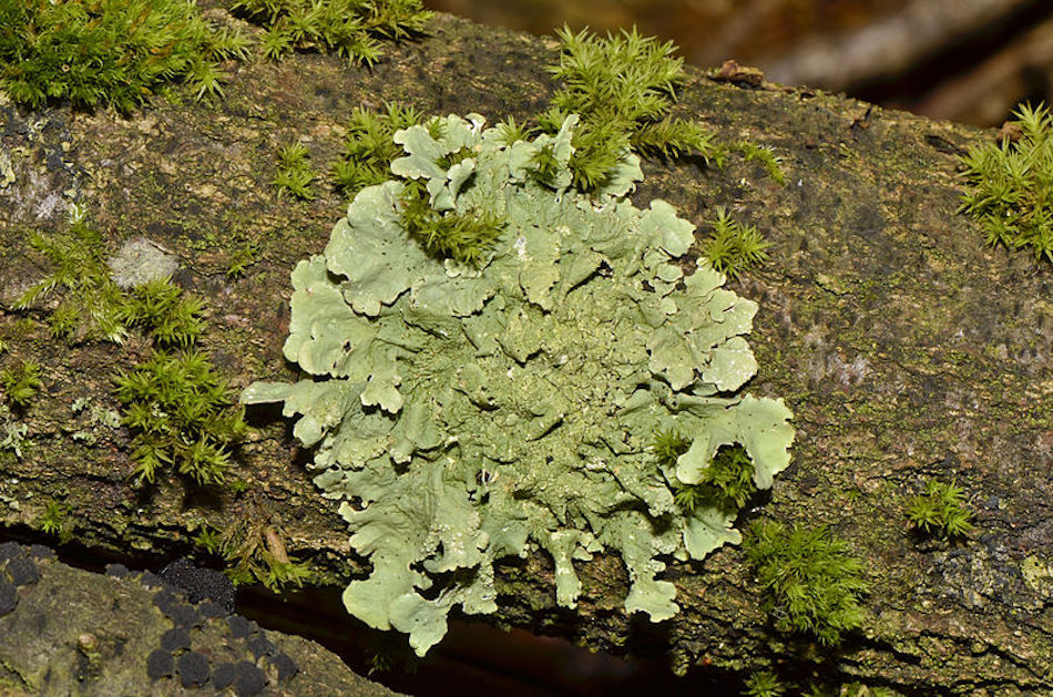 lichen-dye.jpg