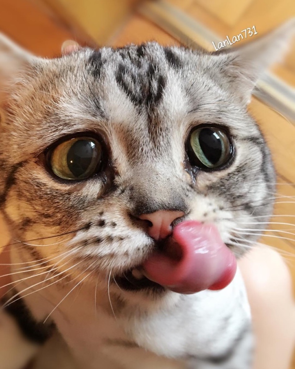 lick-2.jpg